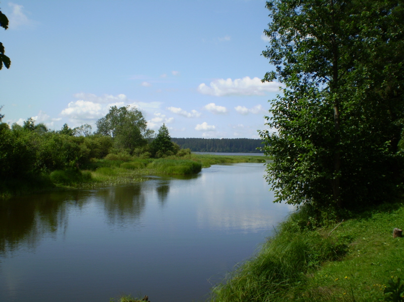 Река вьюн ленинградская